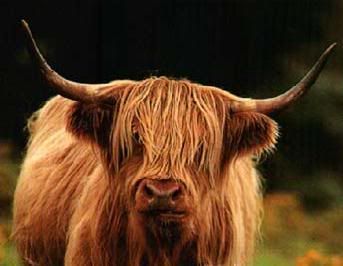 HighlandCow.jpg