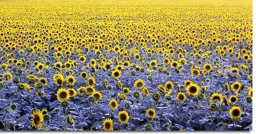 Sun_Flower22.jpg