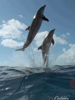 dolphins photo: dolphins dolphin1.gif