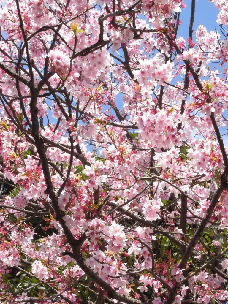 &#12373;&#12367;&#12425;02