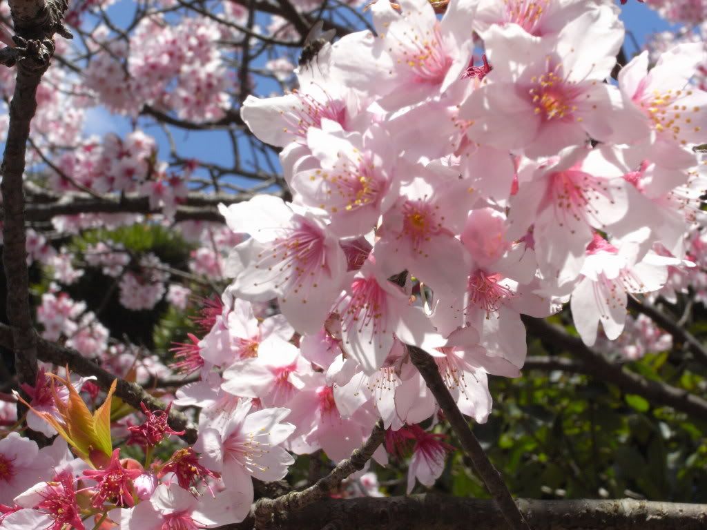 &#12373;&#12367;&#12425;01