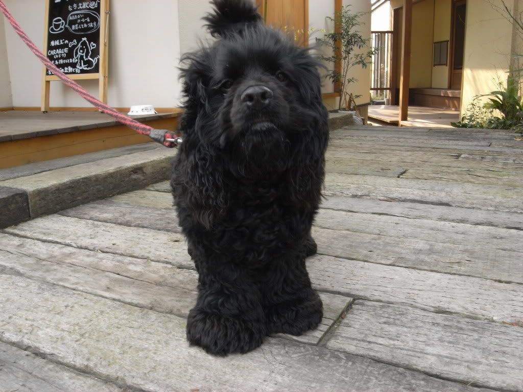 &#12422;&#12405;&#12356;&#12435;13