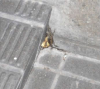 &#12363;&#12395;&#12399;&#22799;&#12395;&#20986;&#29694;