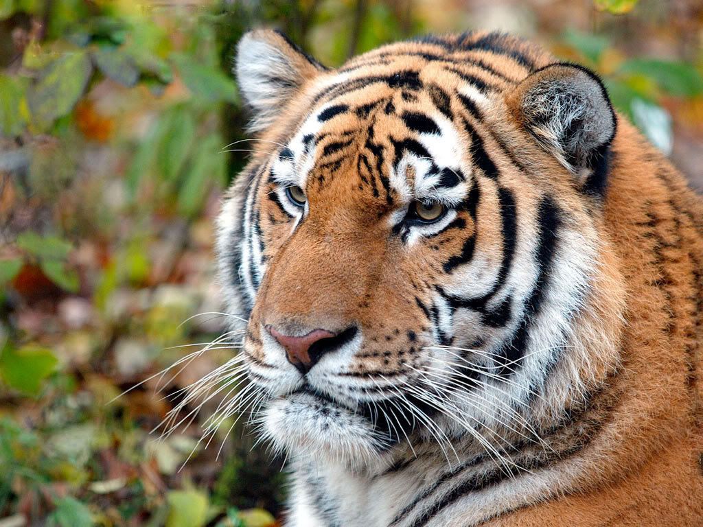 panthera tigris