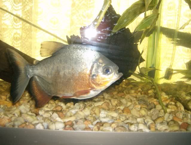 Peces Tropicales