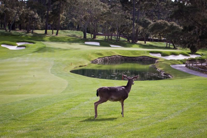 IMAGE: http://i211.photobucket.com/albums/bb35/emcbane/da1b89e1.jpg