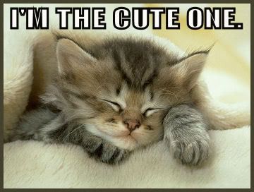 www.nicewallpapers.info/pics/animals/cats