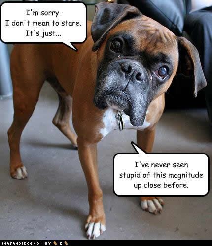 funny-dog-pictures-stupid-magnitude.jpg
