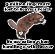 wild_beaver.jpg