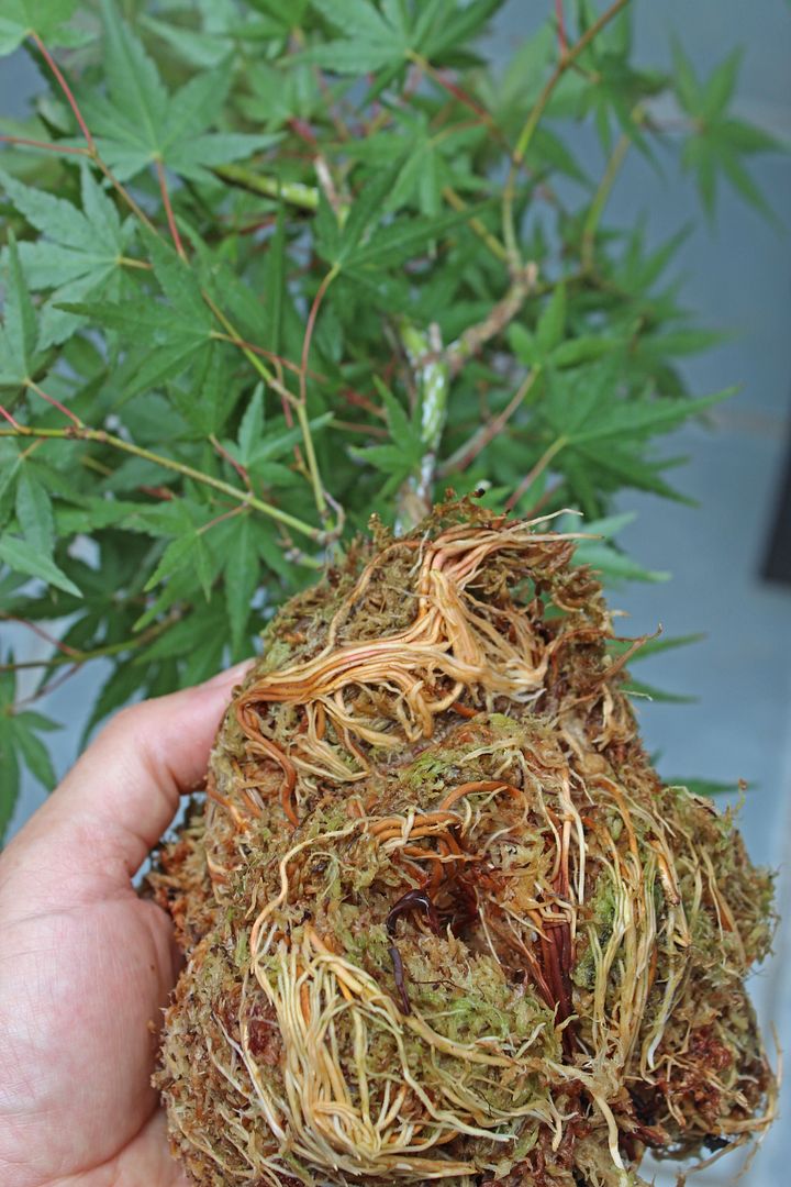 Arakawa Japanese Maple Bonsai Nut