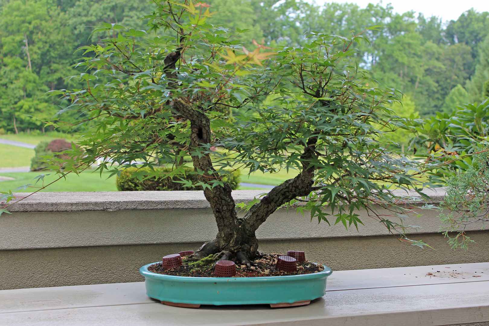 Arakawa Japanese Maple Bonsai Nut