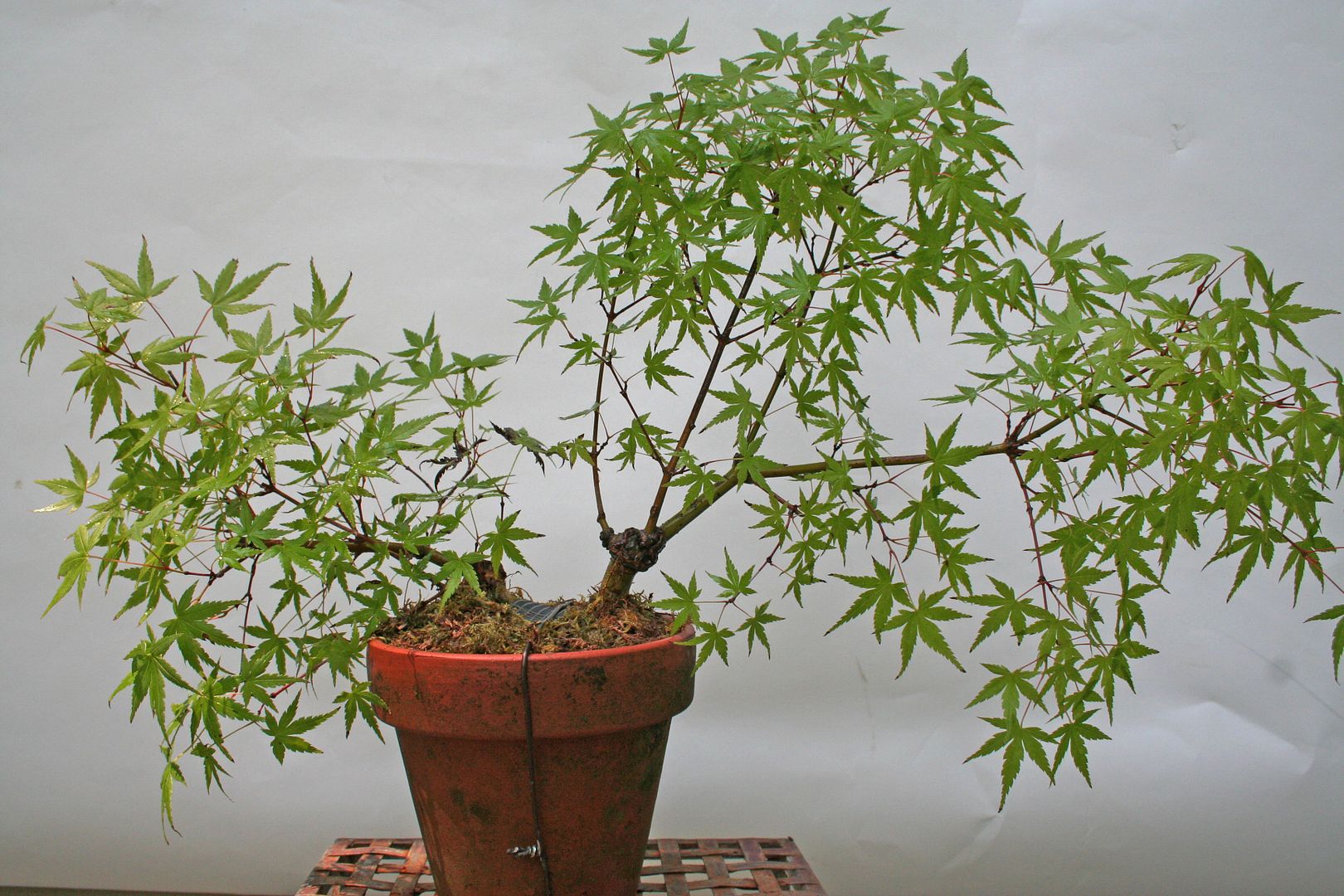 Japanese maple 5 progression Bonsai Nut