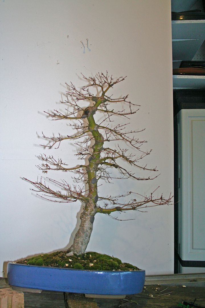 Japanese maple 5 progression Bonsai Nut