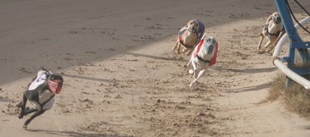 30lbDogs.jpg