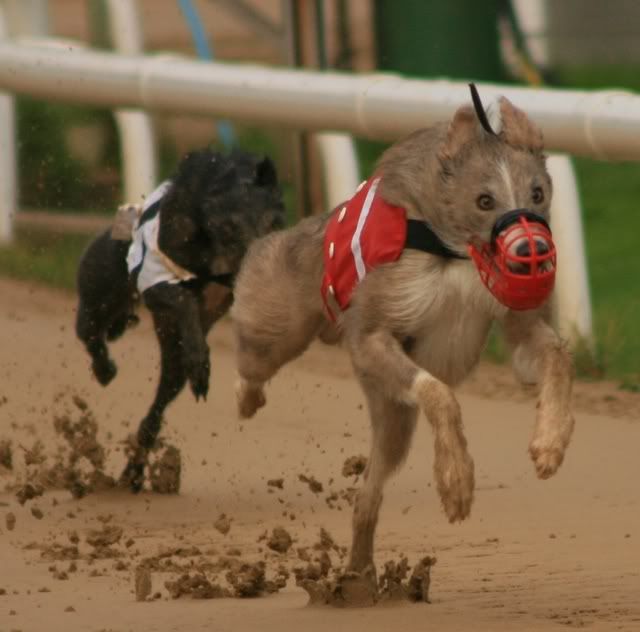 Lurchers3.jpg