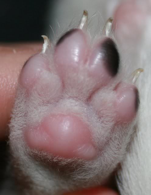 PuppyPaw.jpg