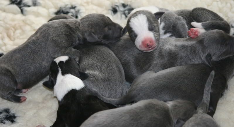 pups18.jpg