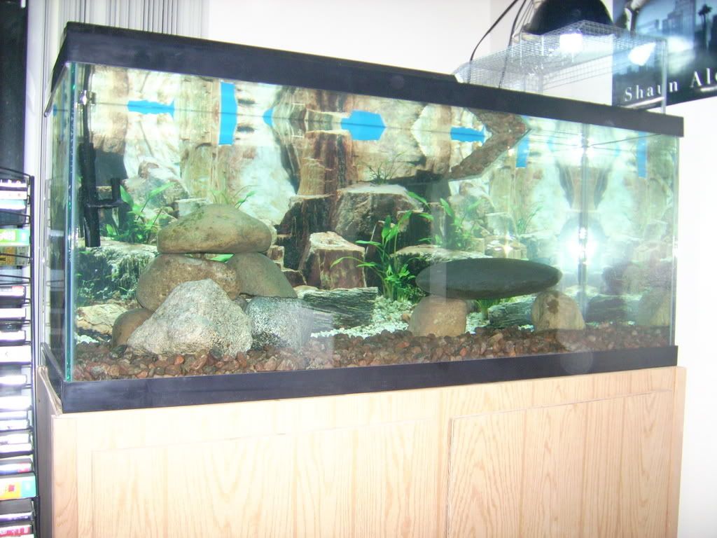 Turtle Tank Designs