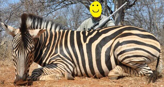 zebraedit.jpg