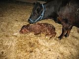 Dexter Calf tonight, pic heavy - Cattle