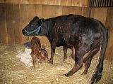 Dexter Calf tonight, pic heavy - Cattle
