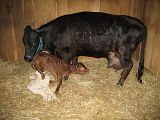 Dexter Calf tonight, pic heavy - Cattle