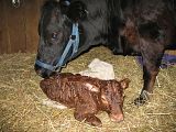 Dexter Calf tonight, pic heavy - Cattle