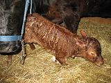 Dexter Calf tonight, pic heavy - Cattle