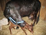Dexter Calf tonight, pic heavy - Cattle