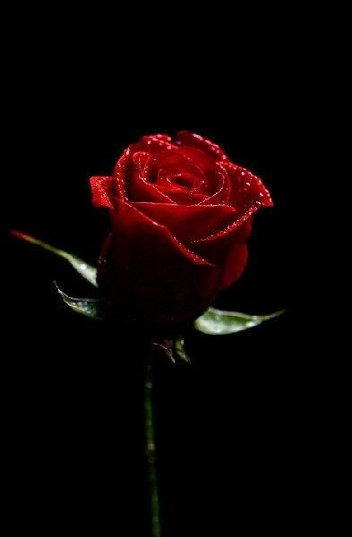 red  rose Pictures, Images and Photos