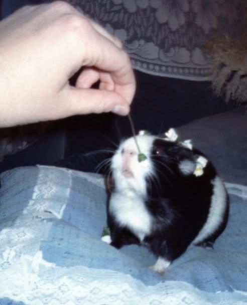 AAAAAACozziepiggie2.jpg