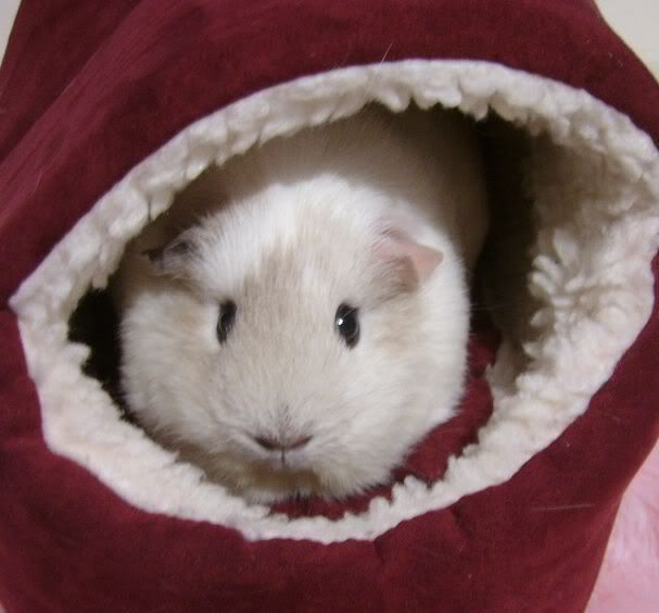 AAAALilypiggie.jpg