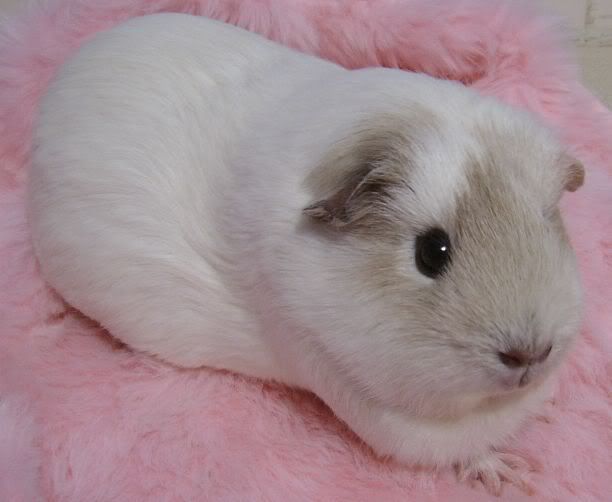AAAALilypiggie5.jpg