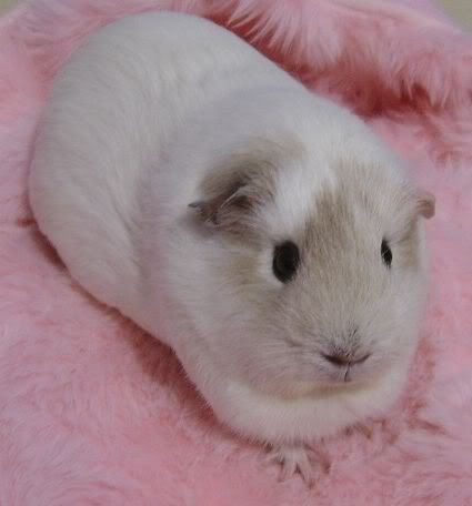 AAAALilypiggie8.jpg