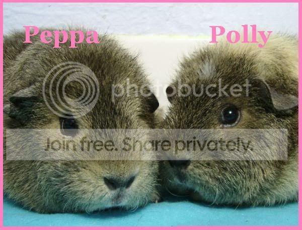 AAPeppaandPolly.jpg