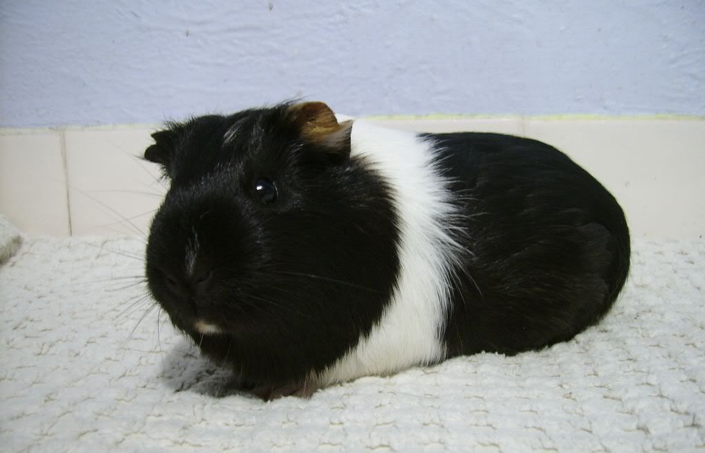 ApiggieBetty5.jpg