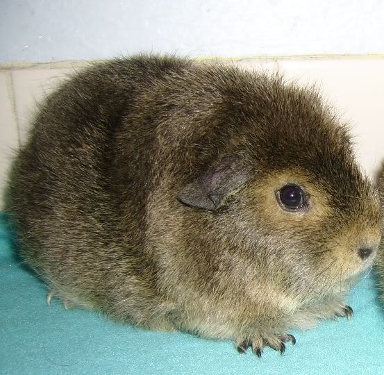 ApiggieLBB.jpg