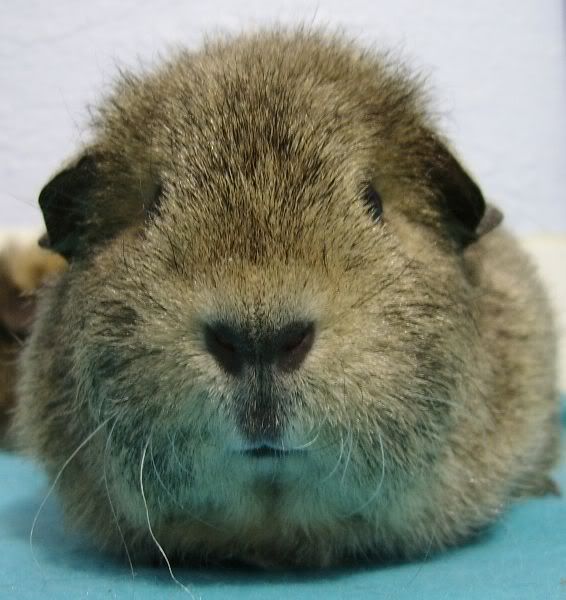 ApiggieLBB2.jpg