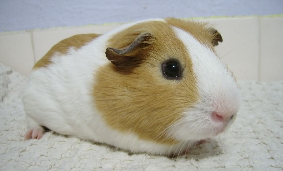 ApiggieOscar4.jpg