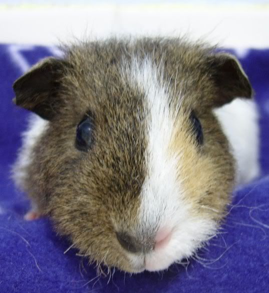 ApiggieRudy9Aug20082.jpg