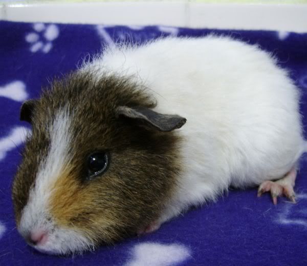 ApiggieRudy9Aug20084.jpg