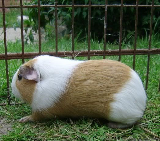 ApiggiegirlieWillow3.jpg