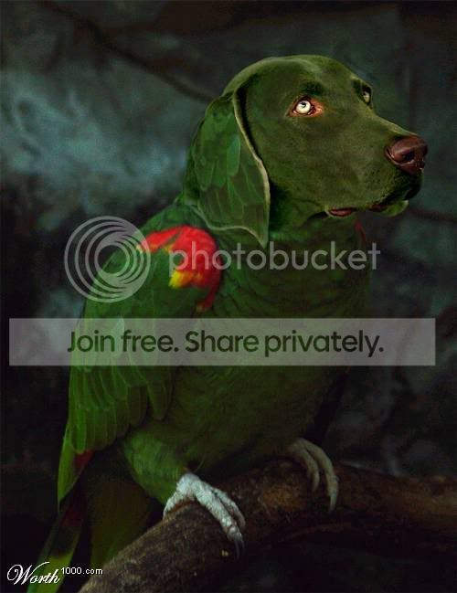 dogparrot.jpg
