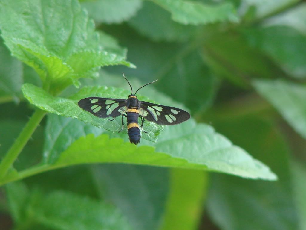 鱗翅目 lepidoptera.異角亞目 heterocera