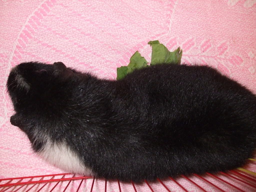 010.jpg