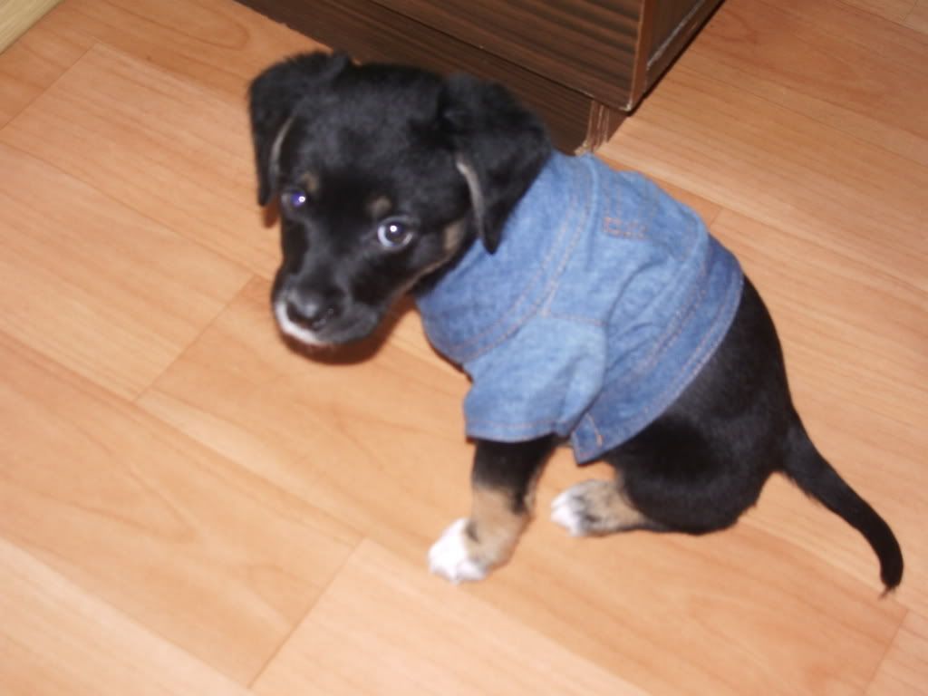 https://i211.photobucket.com/albums/bb297/garbaniukshte/IMGP1436.jpg