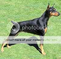 dobie Pictures, Images and Photos