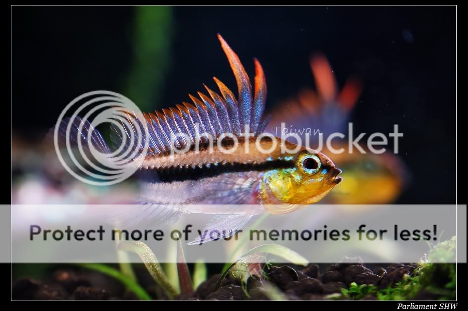 三线短鲷算是平价鱼种,只要日常管理做得好,饲养与繁殖难度都不高.