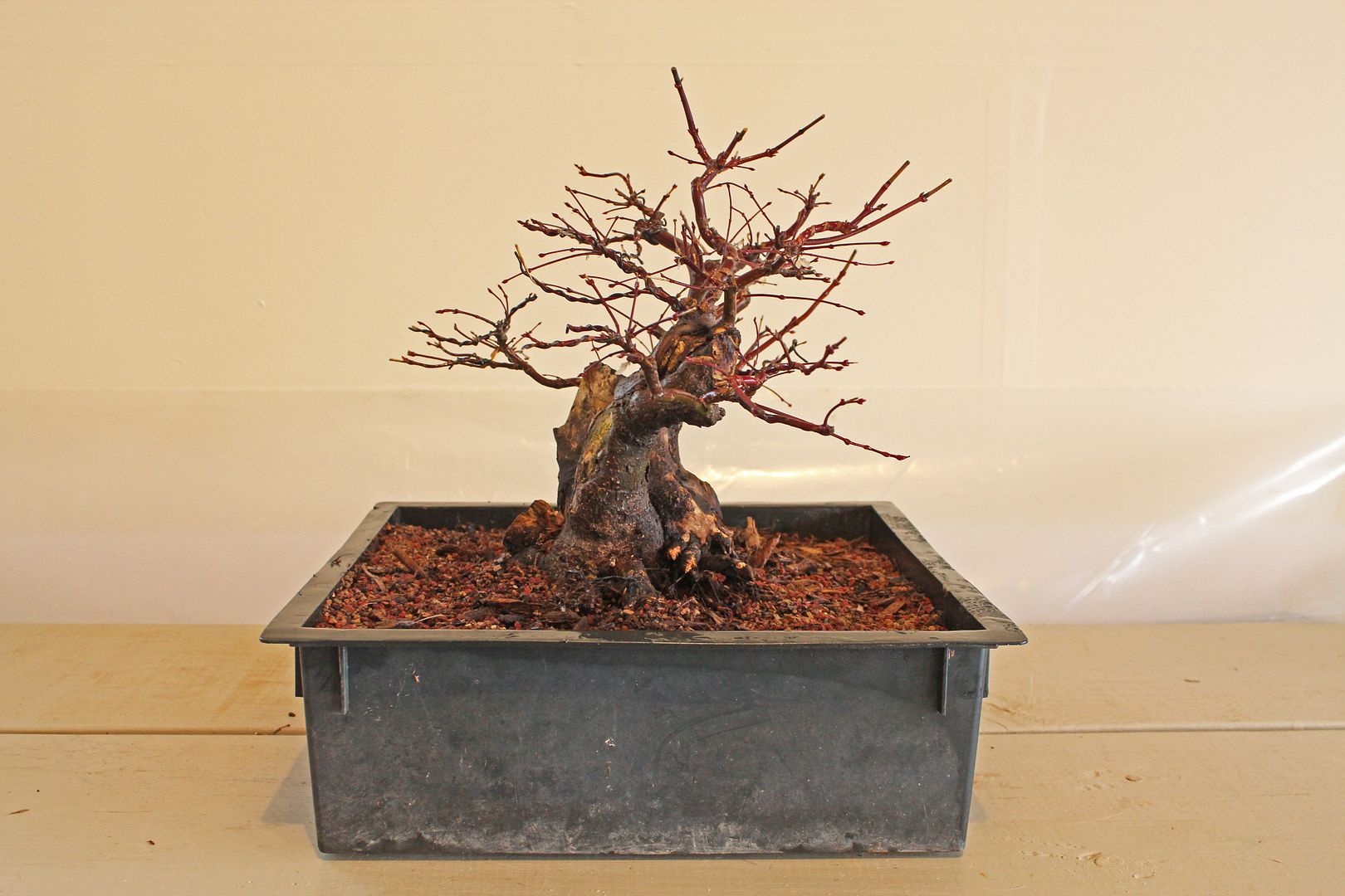 Randy Knight Japanese Maple | Bonsai Nut